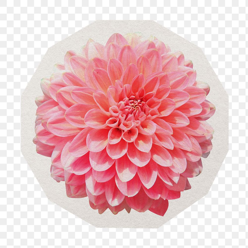 PNG pink dahlia flower sticker with white border, transparent background