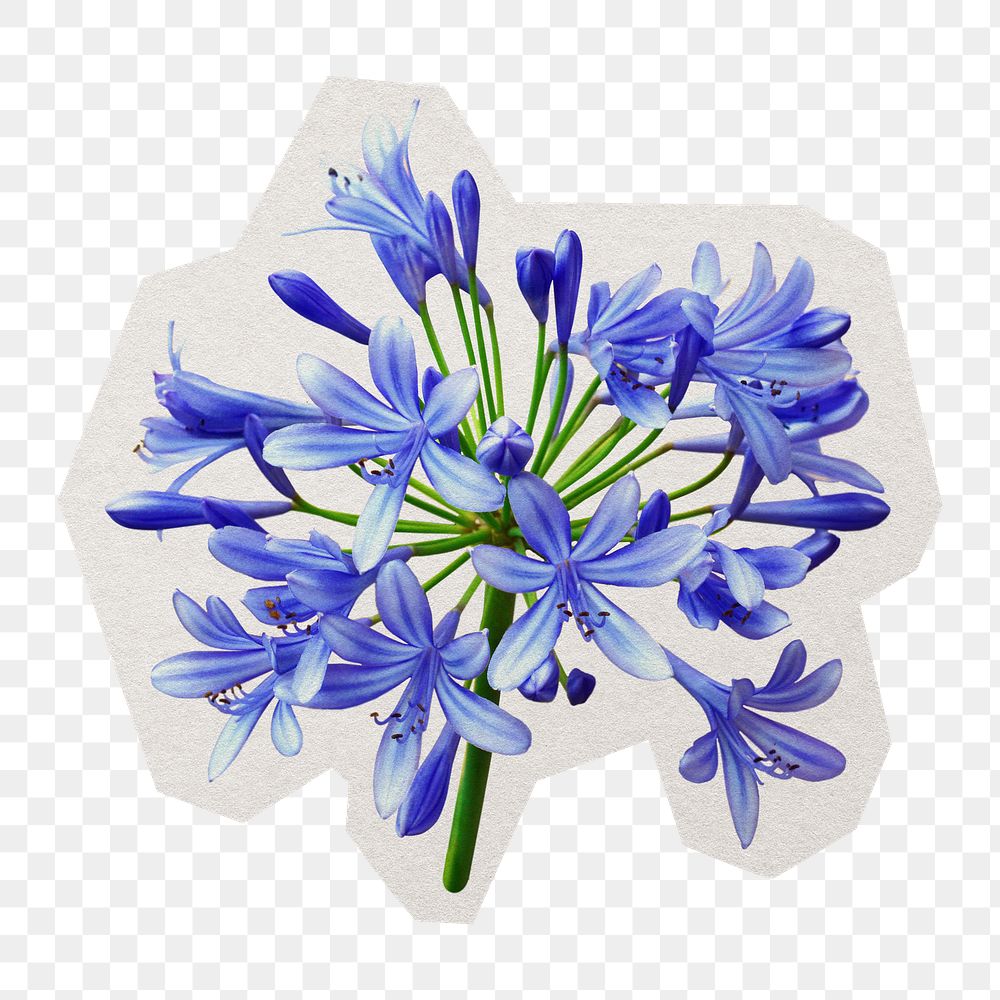 PNG blue lily sticker with white border, transparent background