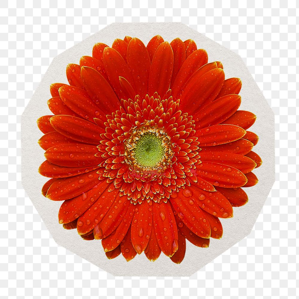PNG red Gerbera flower sticker with white border, transparent background