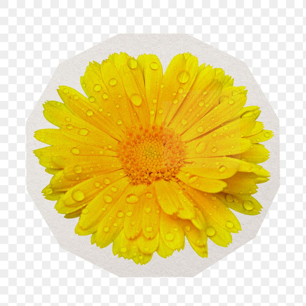 PNG yellow daisy sticker with white border, transparent background