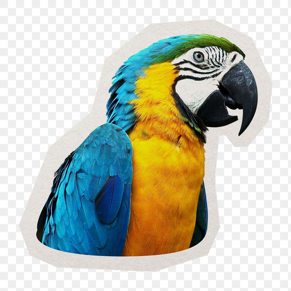 PNG Macaw parrot  sticker with white border, transparent background