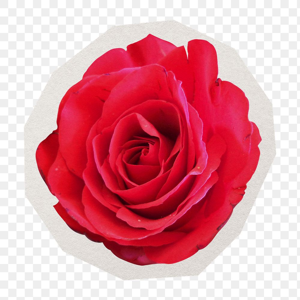 PNG red rose sticker with white border, transparent background