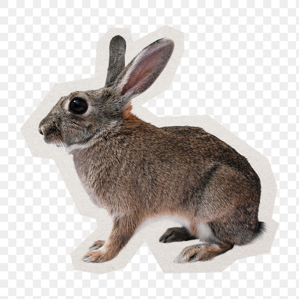 PNG rabbit sticker with white border, transparent background