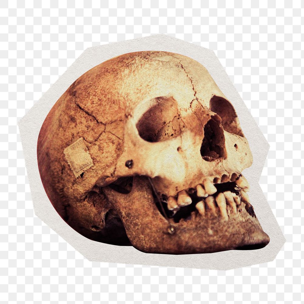 PNG human skull sticker with white border, transparent background