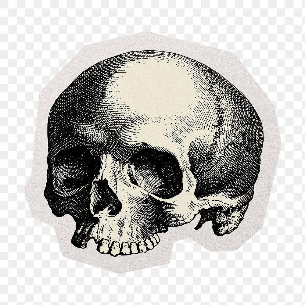 PNG human skull vintage sticker with white border,  transparent background