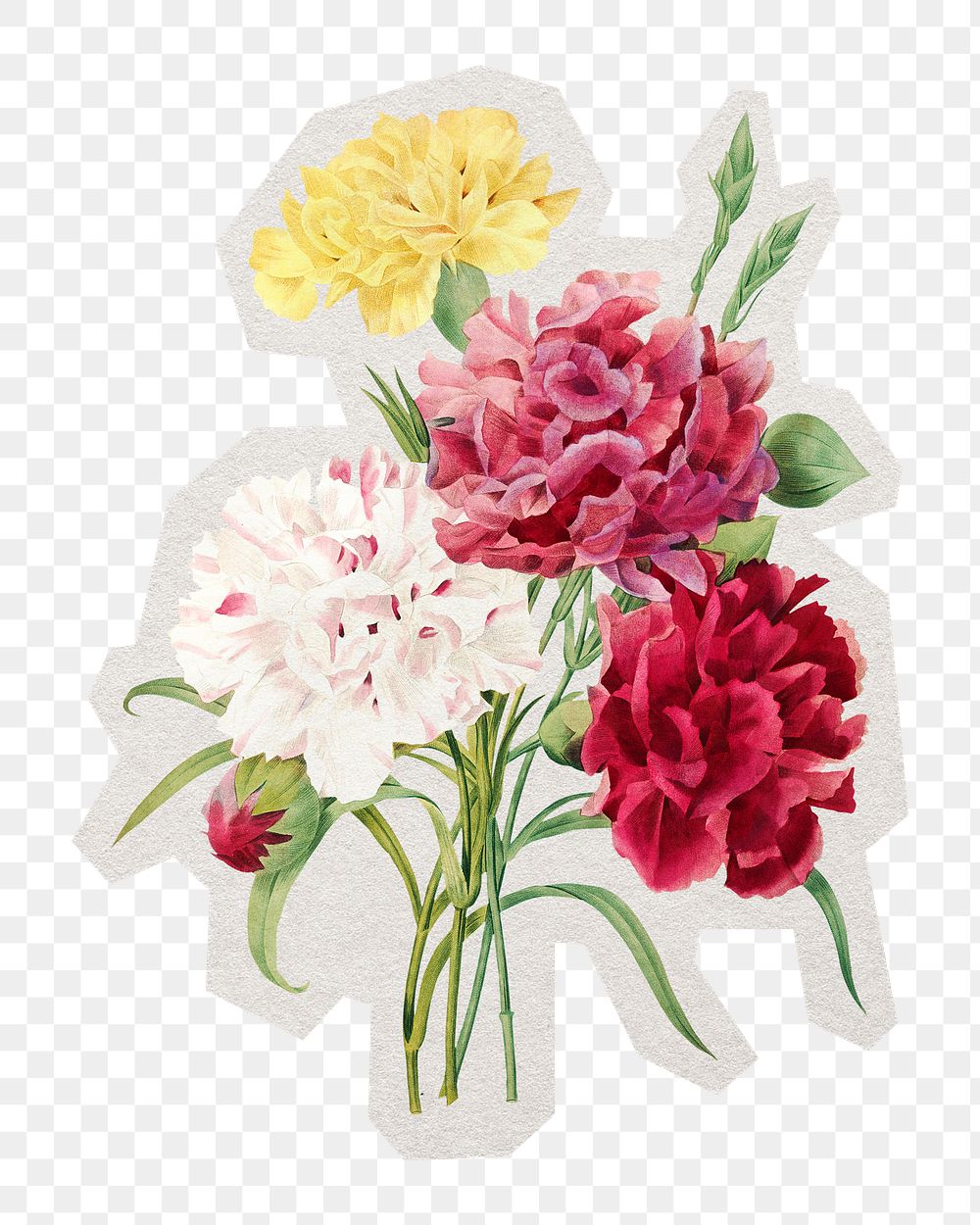PNG Carnation flower botanical sticker with white border, transparent background 