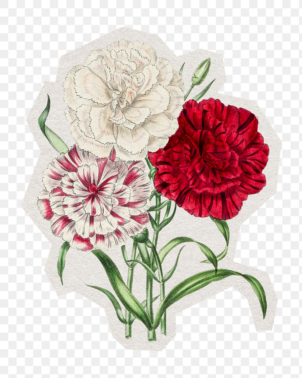 PNG hand drawn dianthus flower sticker with white border, transparent background 