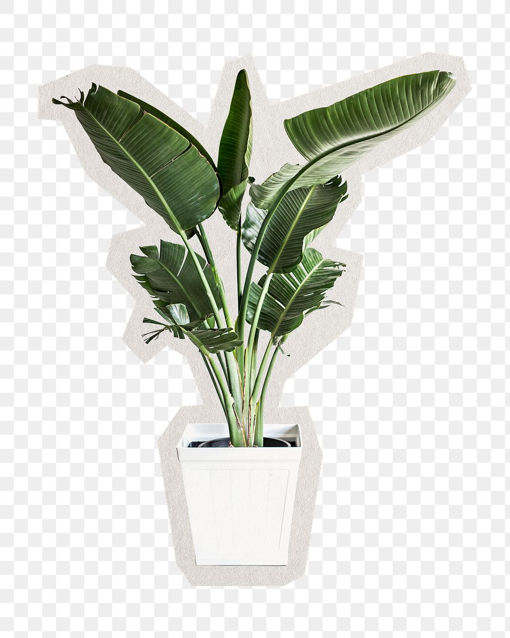 PNG green plant sticker with white border, transparent background