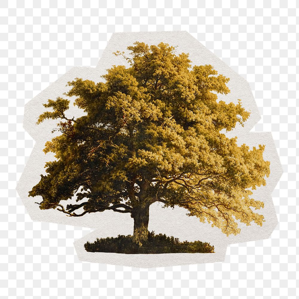 PNG vintage oak tree sticker with white border,  transparent background