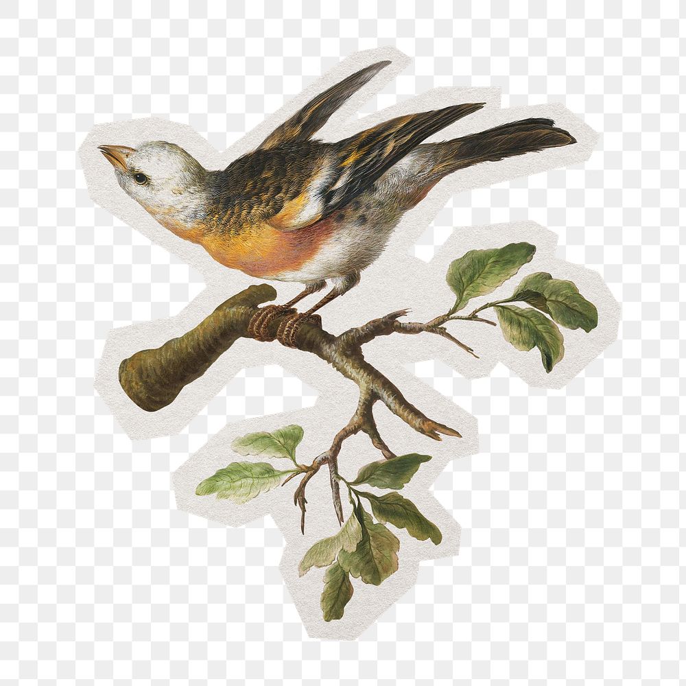 PNG Snow Bunting bird sticker with white border,  transparent background