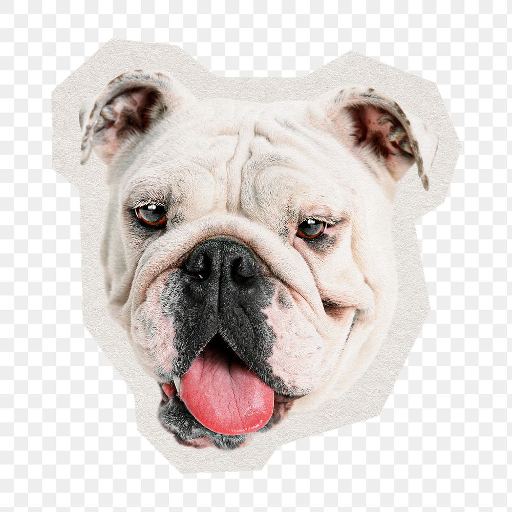 PNG English bulldog  sticker with white border, transparent background