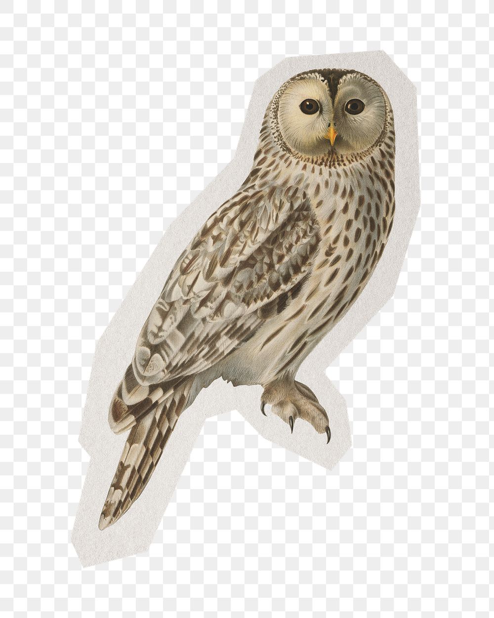 Owl illustration png sticker, paper cut on transparent background