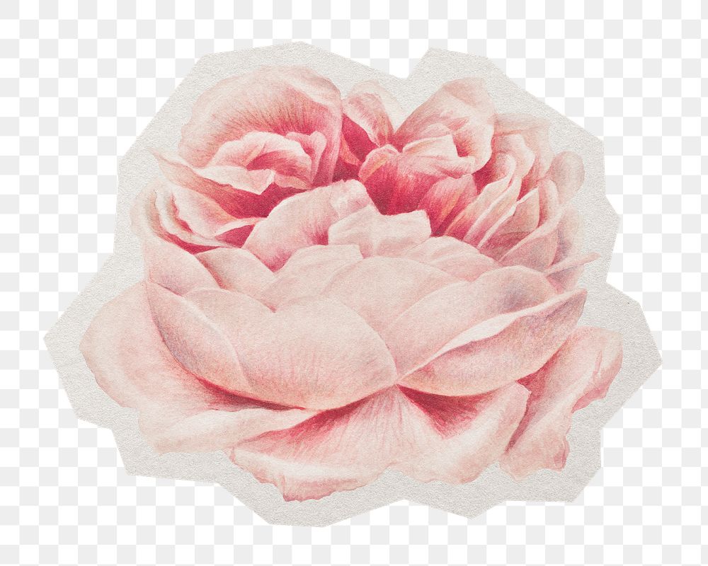 Blooming rose png sticker, paper cut on transparent background