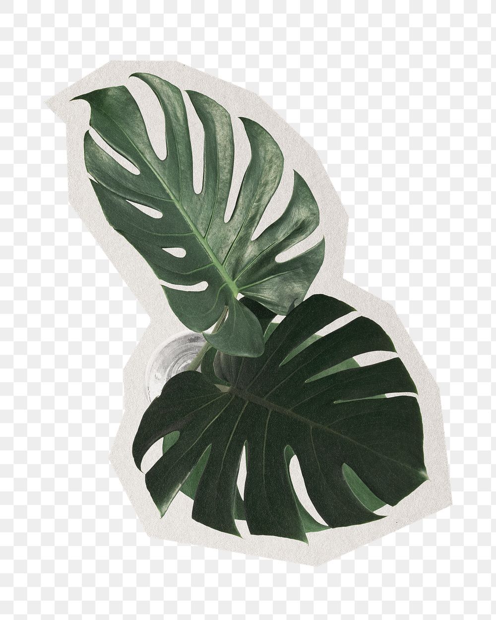 Png split leaf philodendron sticker, paper cut on transparent background