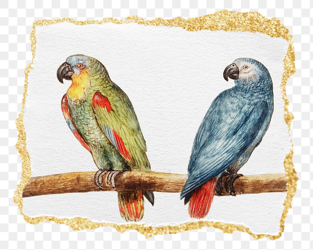 PNG vintage parrot and gray red tailed parrot illustration, ripped paper transparent background. Remixed by rawpixel.