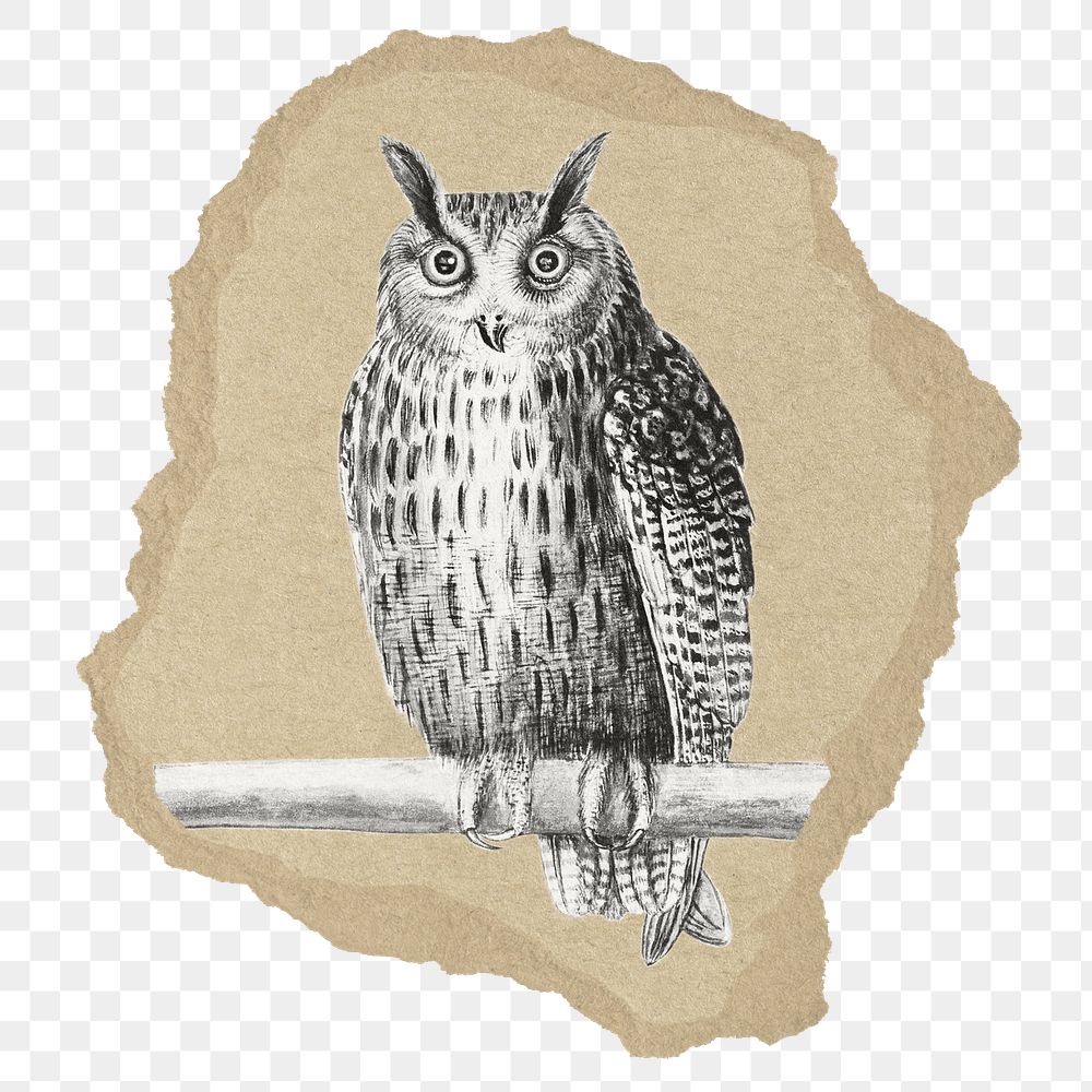 PNG Vintage owl illustration, ripped paper transparent background. Remixed by rawpixel.