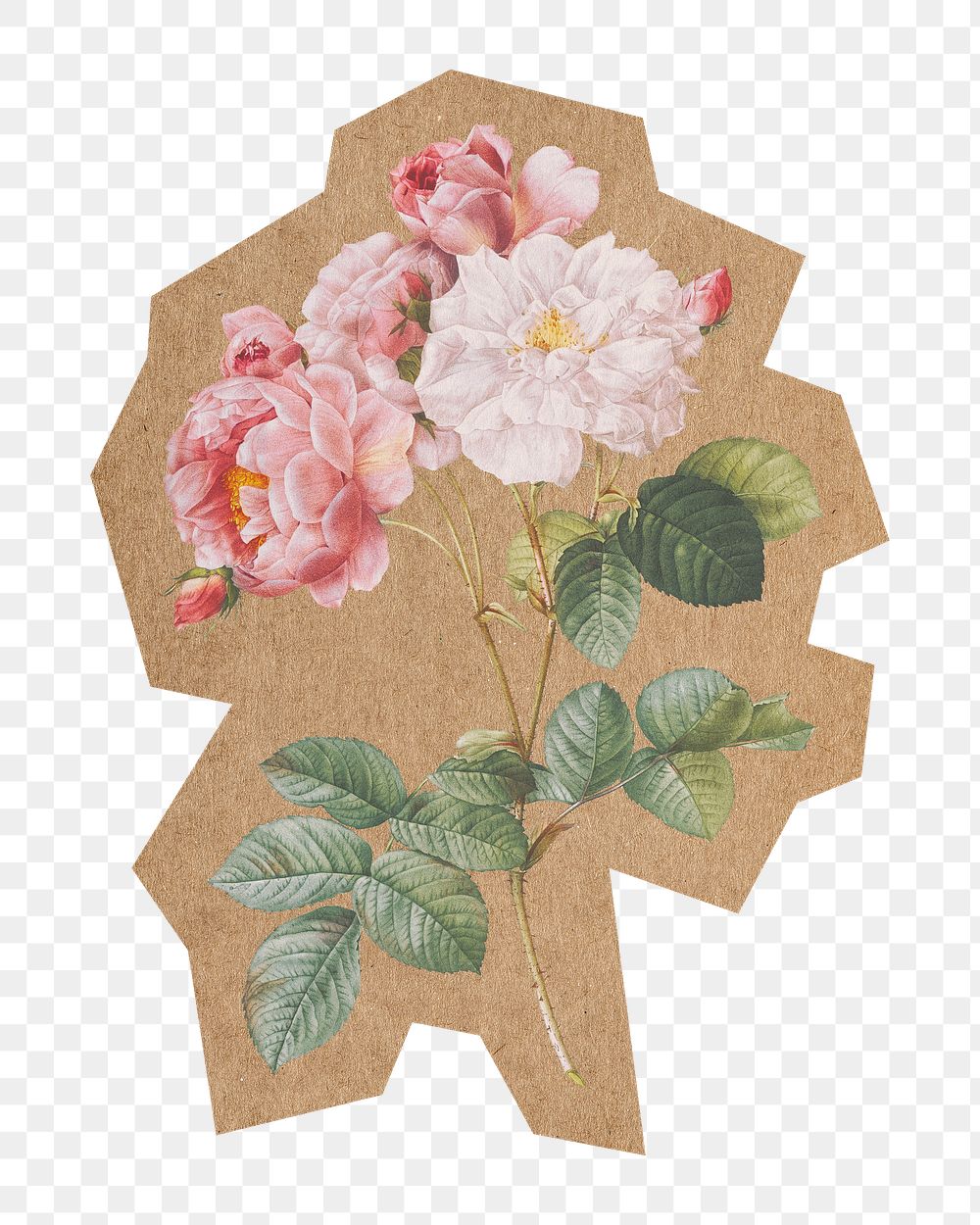 Blooming pink rosebush png, cut out paper element, transparent background. Artwork from Pierre Joseph Redouté remixed by…