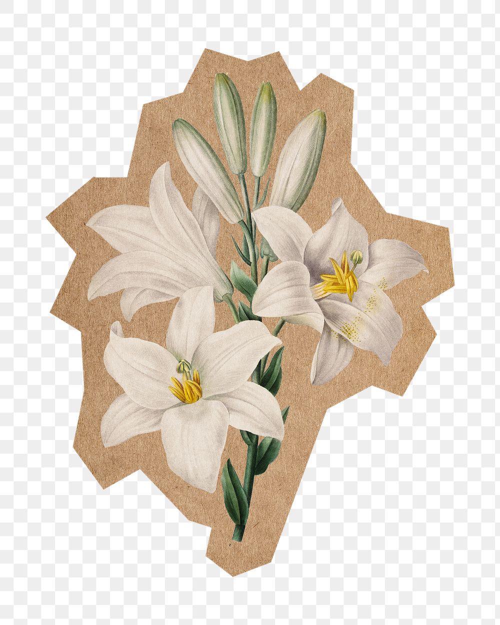 Png Madonna Lily png, cut out paper element, transparent background. Artwork from Pierre Joseph Redouté remixed by rawpixel.