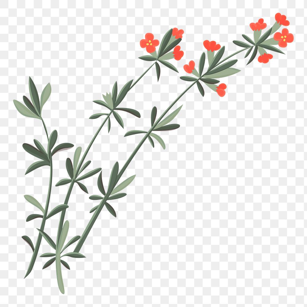 Png houseplant element, transparent background