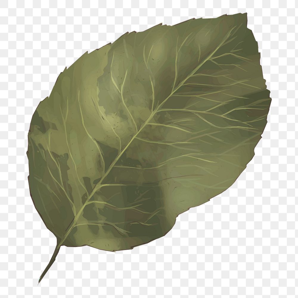 Watercolor leaf png illustration, transparent background