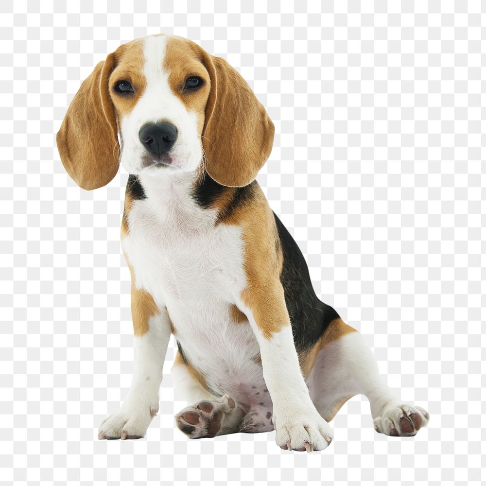 Beagle dog png element, transparent background