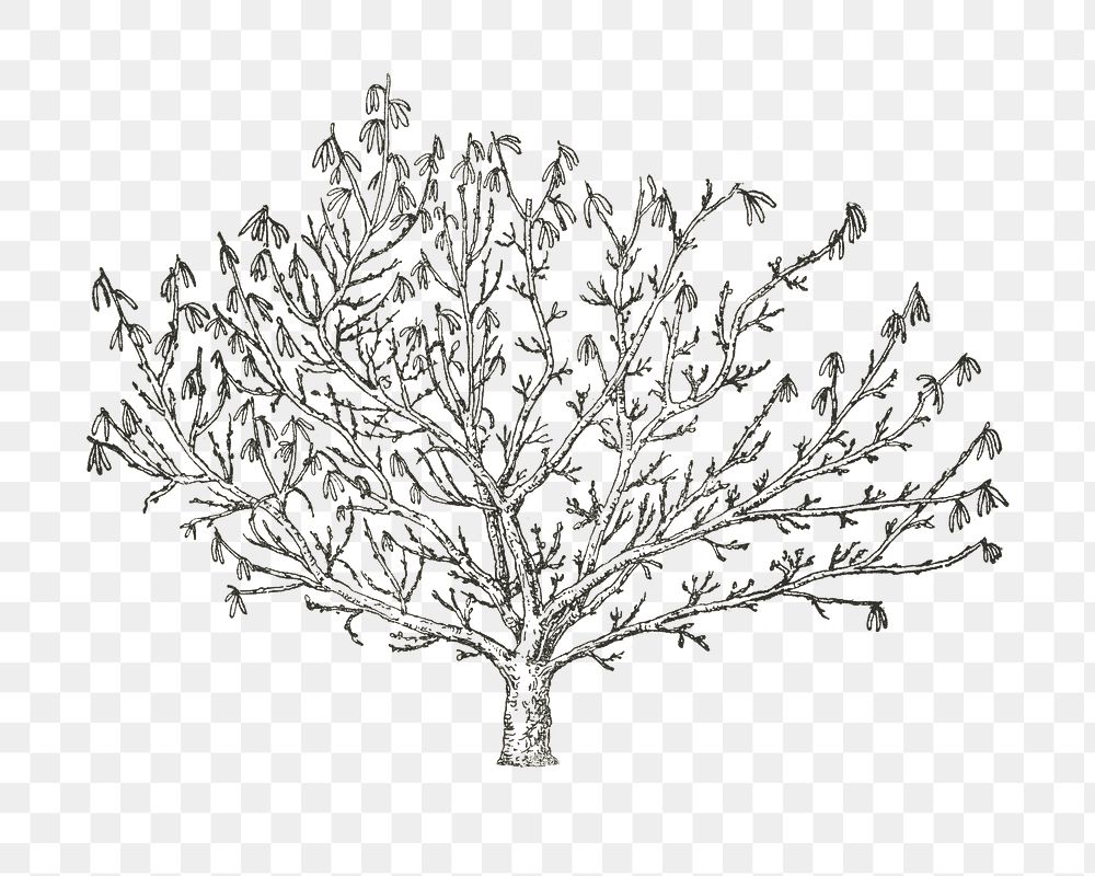 Tree png black and white vintage illustration on transparent background