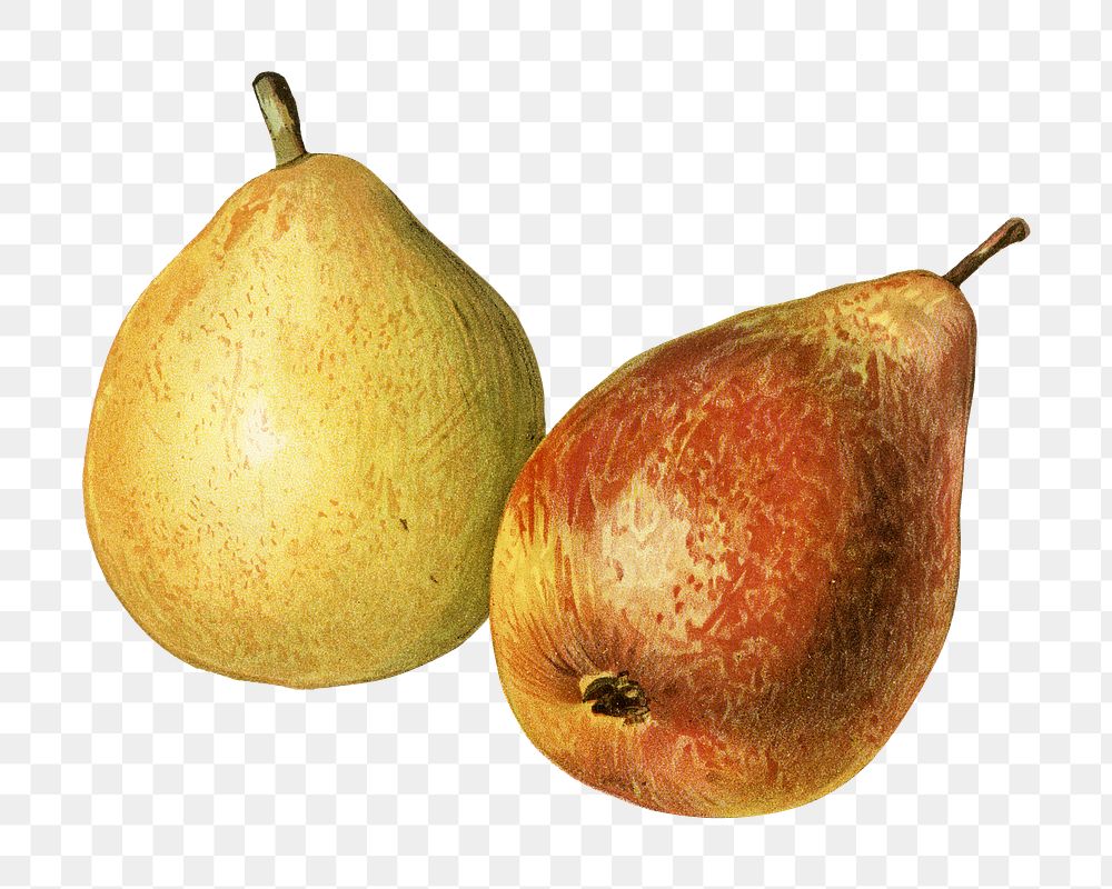 Vintage png illustration, pear fruit drawing on transparent background