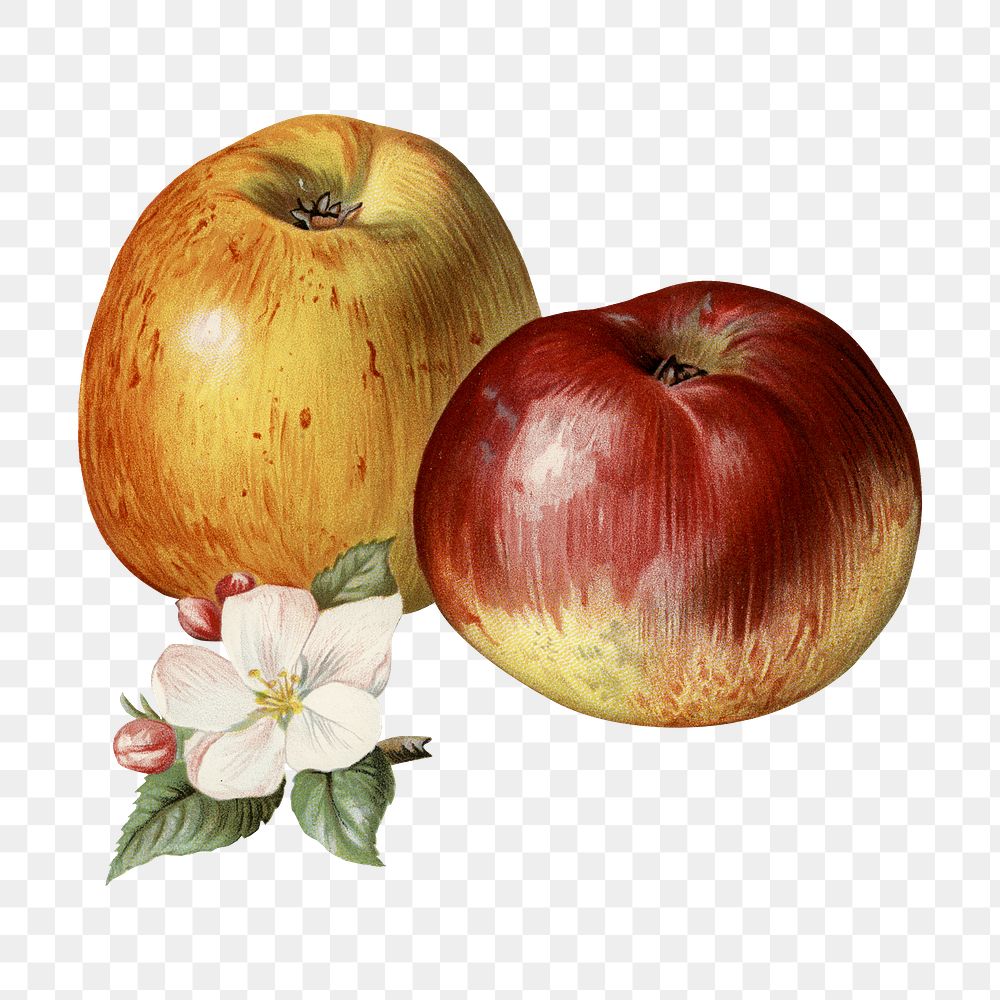 Red apple png fruit and flower illustration on transparent background
