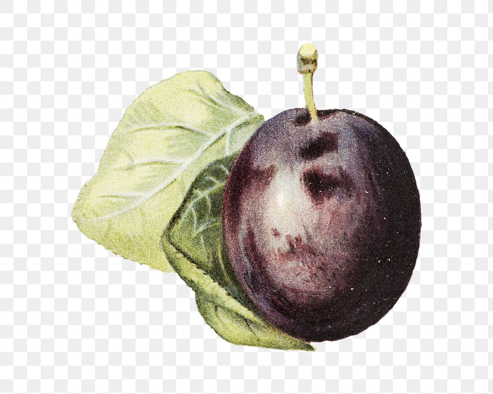 Vintage plum png fruit illustration on transparent background