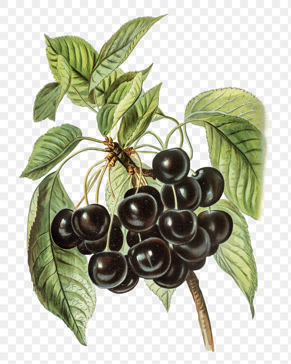 Early rivers cherries png vintage, transparent background