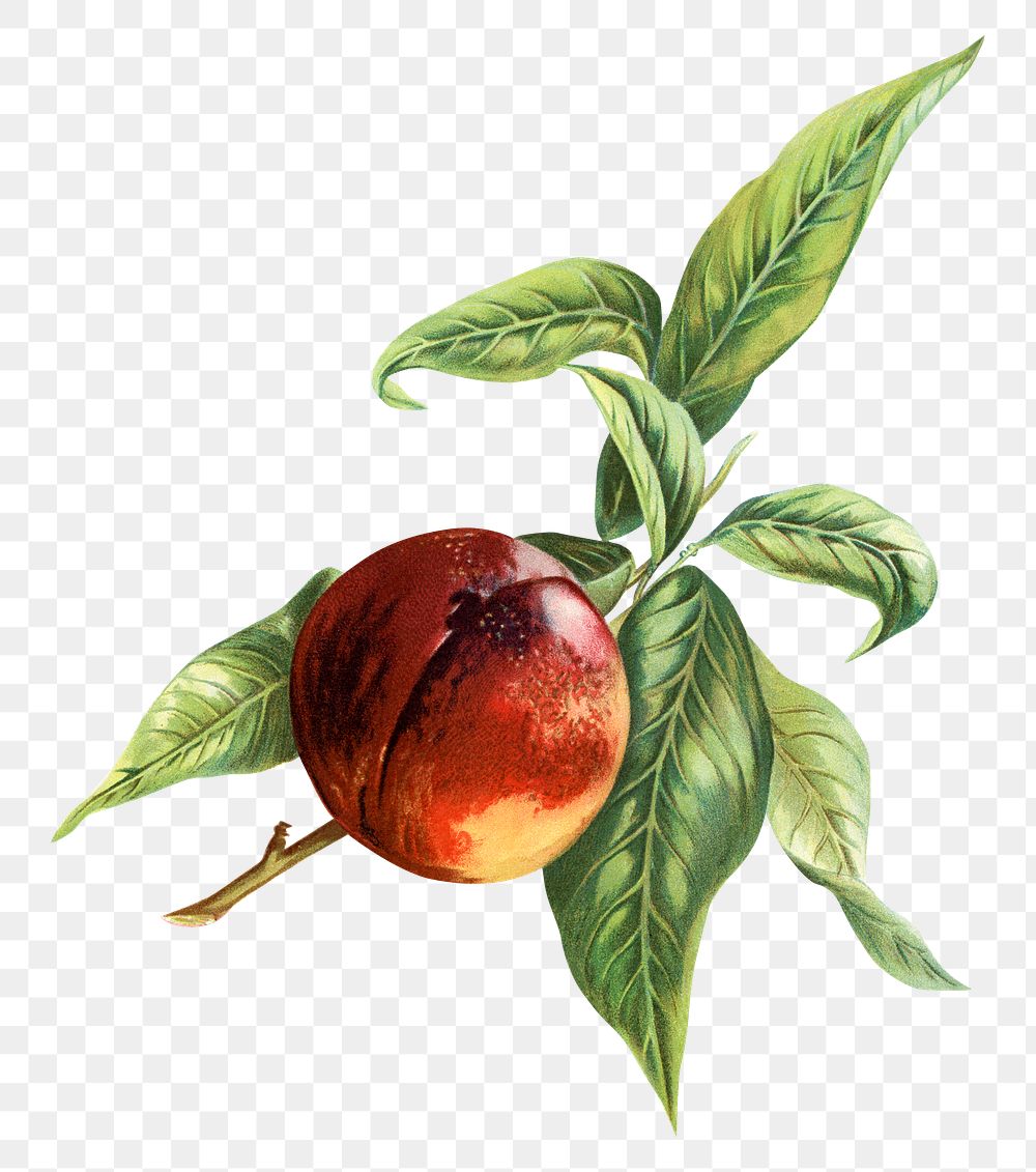 Vintage apple png fruit illustration on transparent background