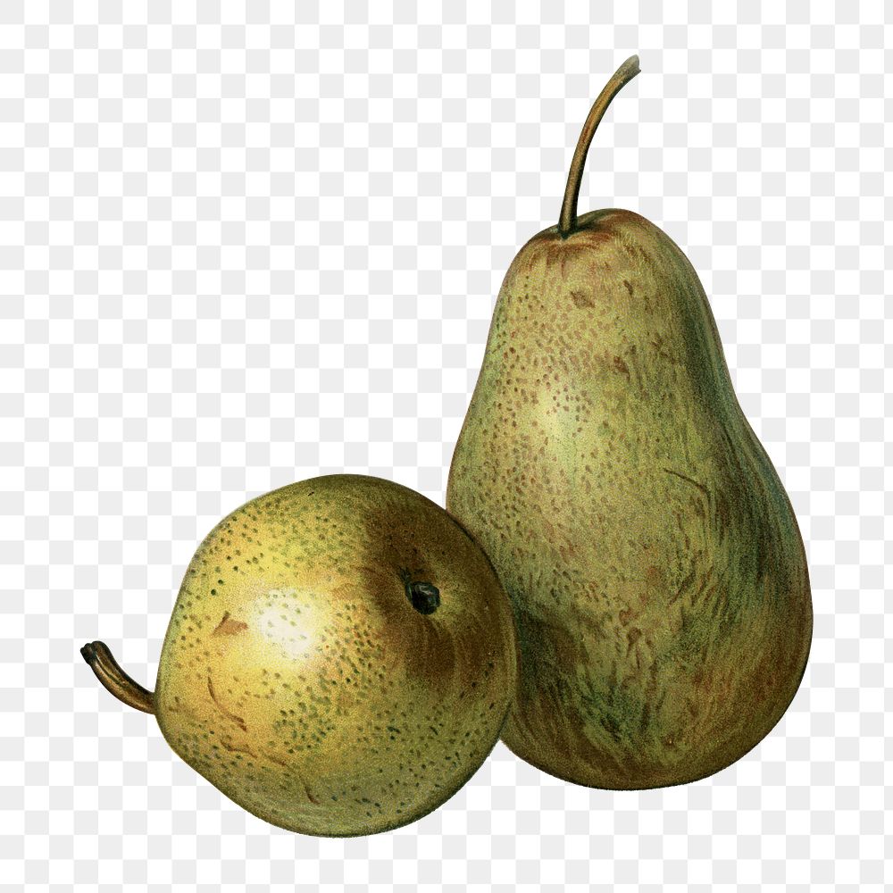 Vintage pear png fruit illustration on transparent background