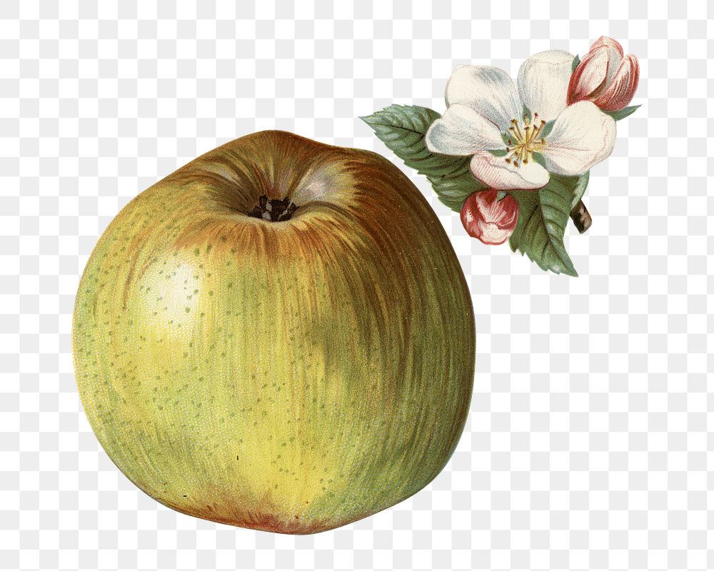 Vintage flower png apple illustration on transparent background