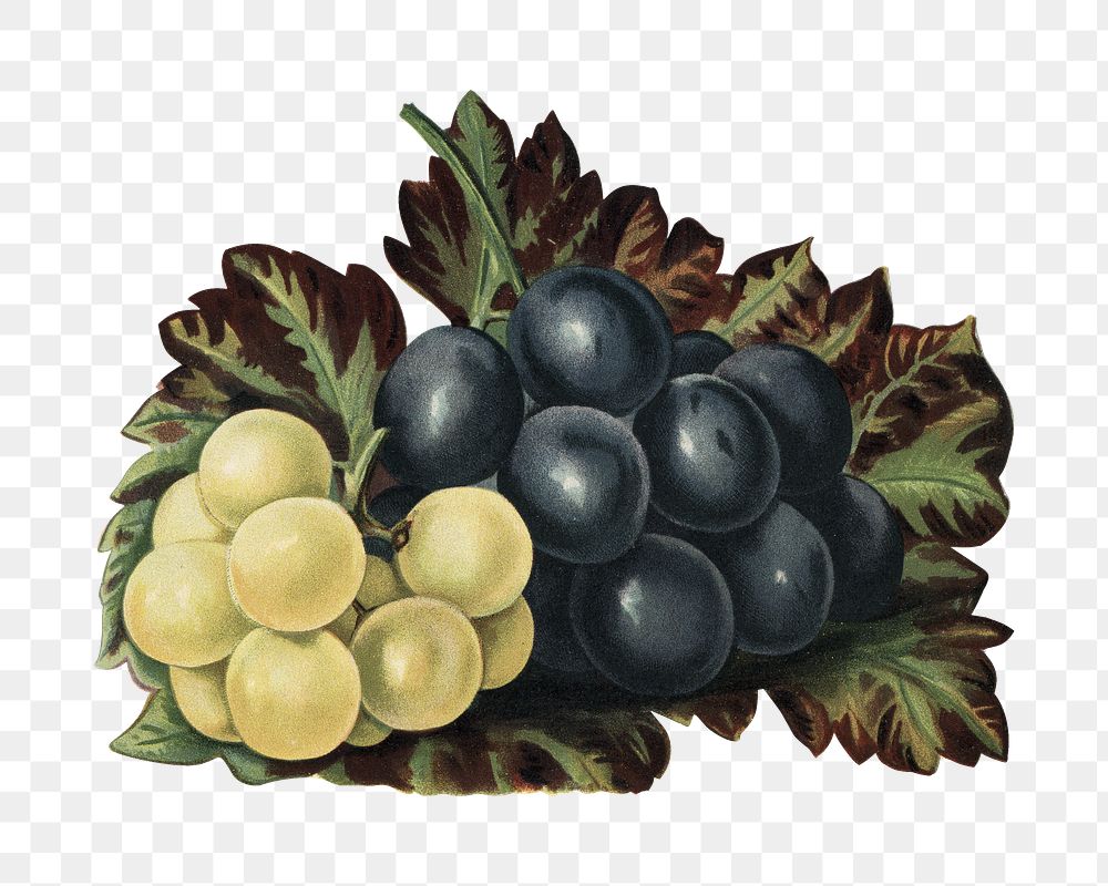 Png illustration, vintage grape drawing on transparent background