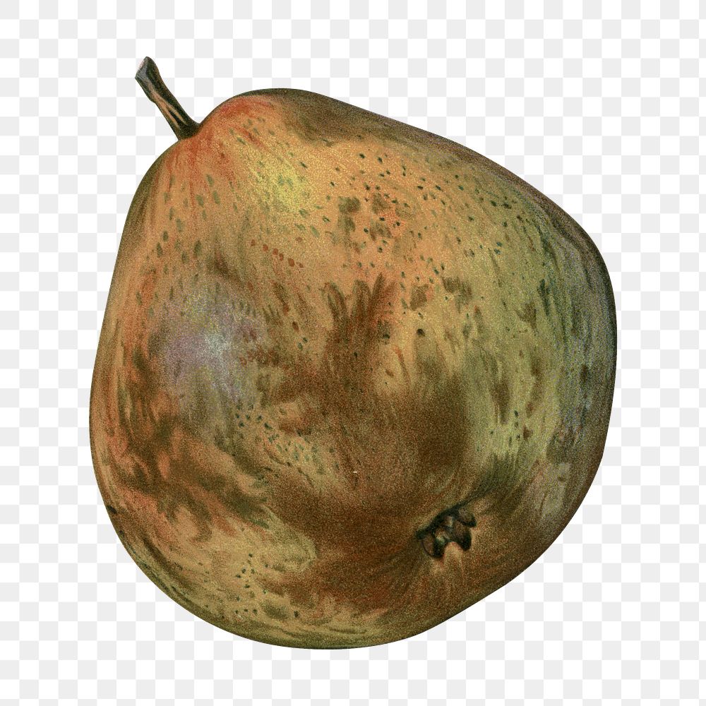 Vintage png rotten pear fruit illustration on transparent background