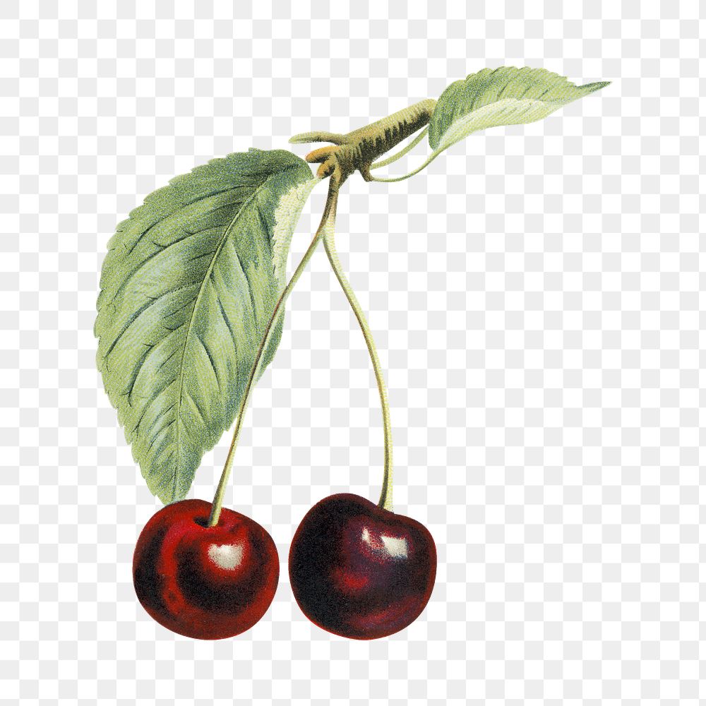 Vintage png cherry illustration on transparent background