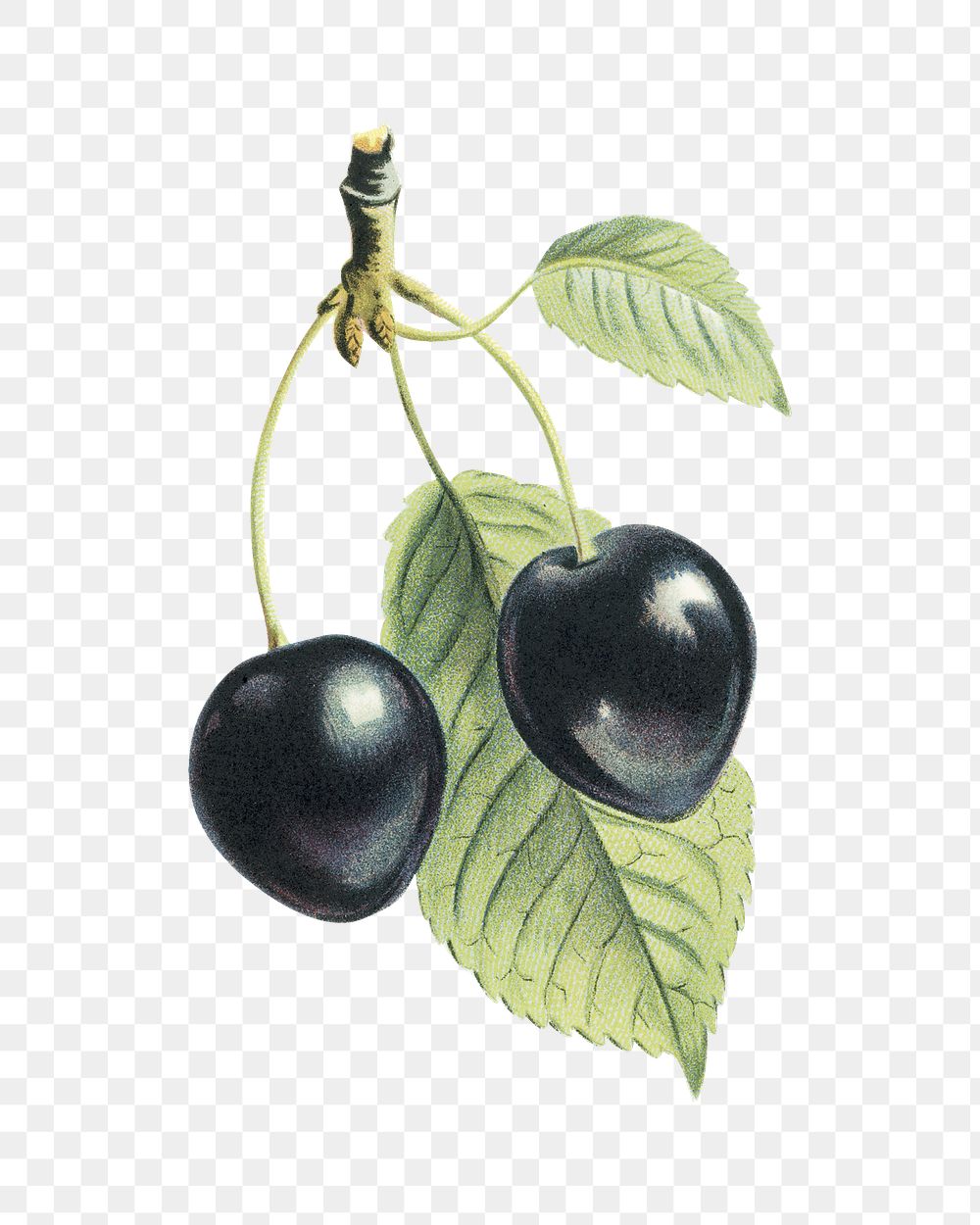 Vintage png black cherry fruit illustration on transparent background