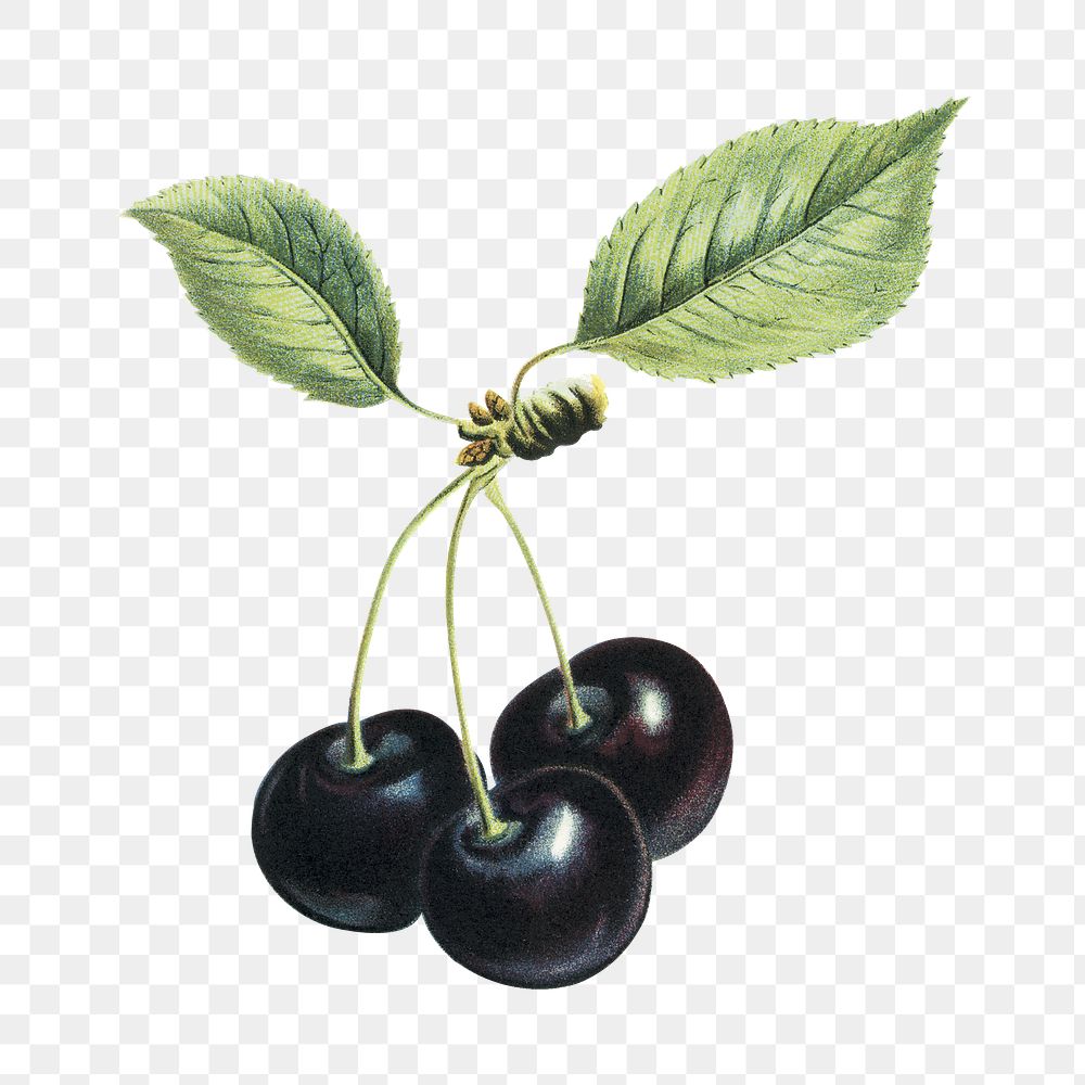 Vintage png black cherry illustration on transparent background