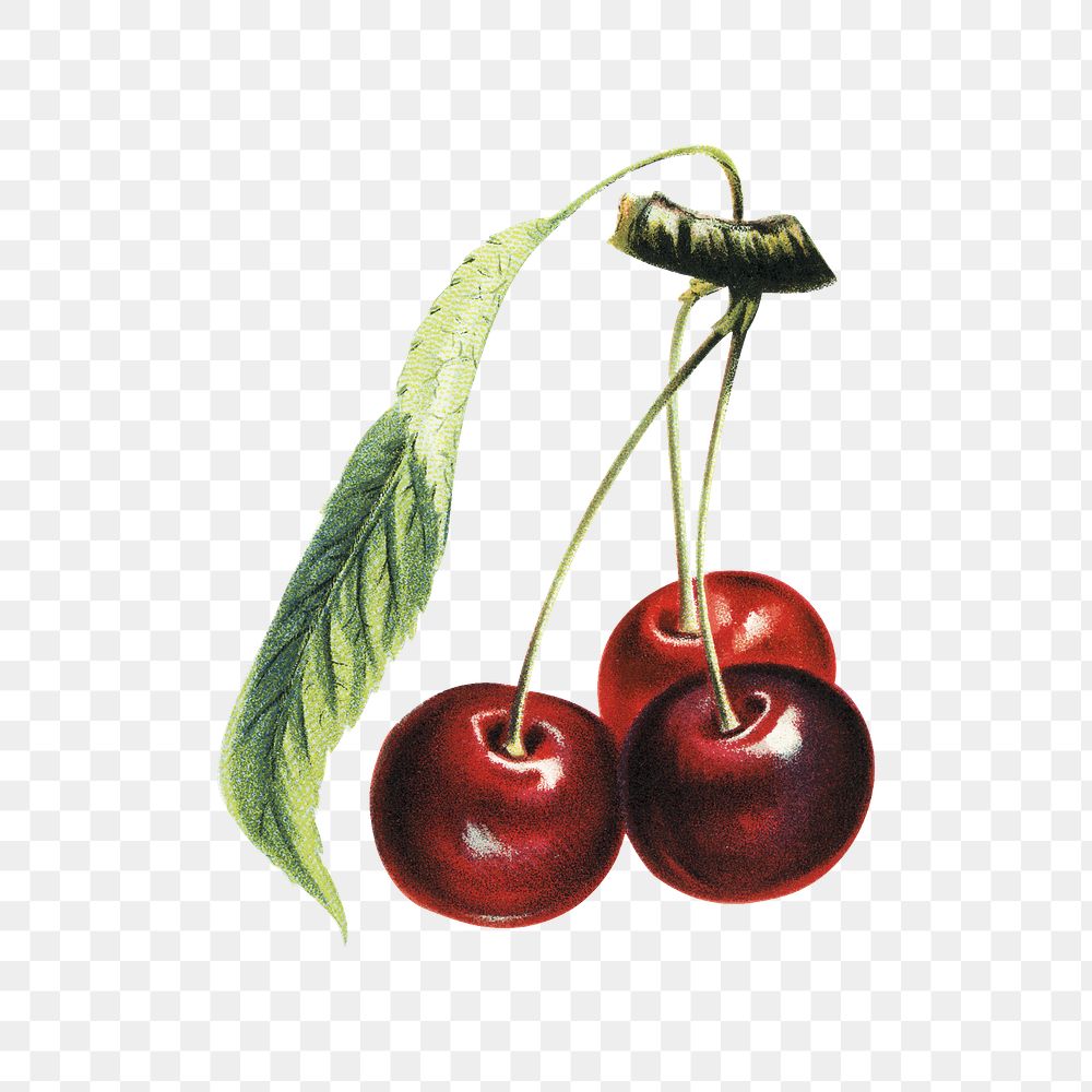 Vintage png cherry branch illustration on transparent background