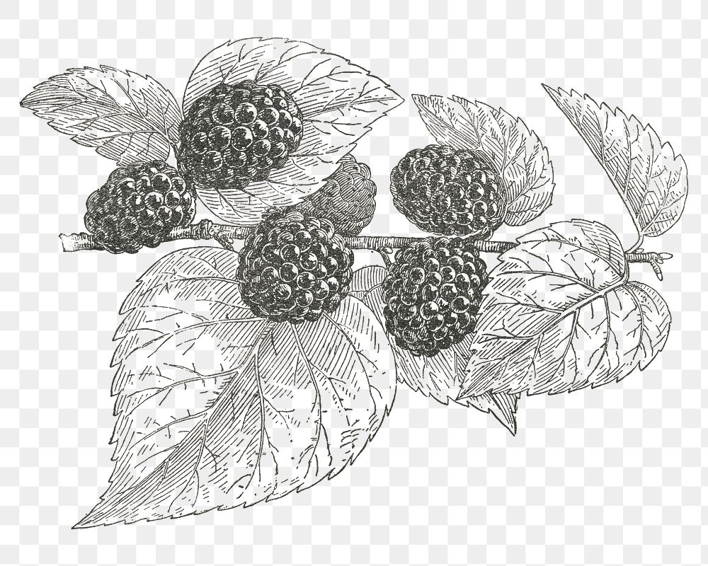 Black mulberry png vintage fruit, transparent background