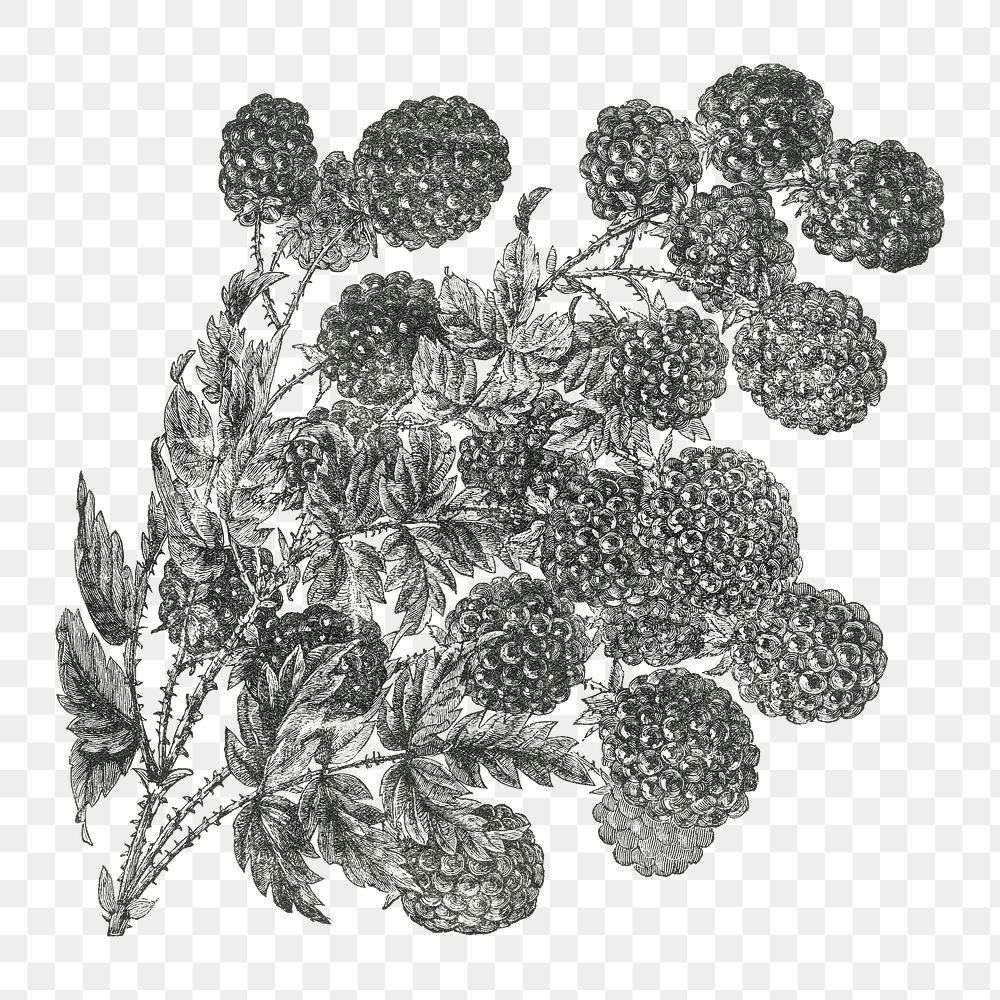 Brambles png vintage fruit illustration, transparent background