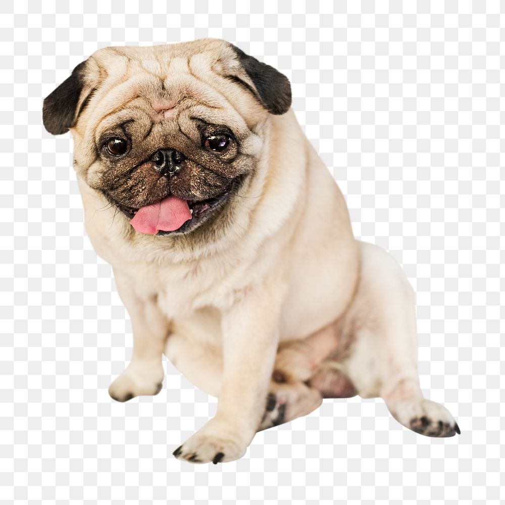 Pug dog png, design element, transparent background