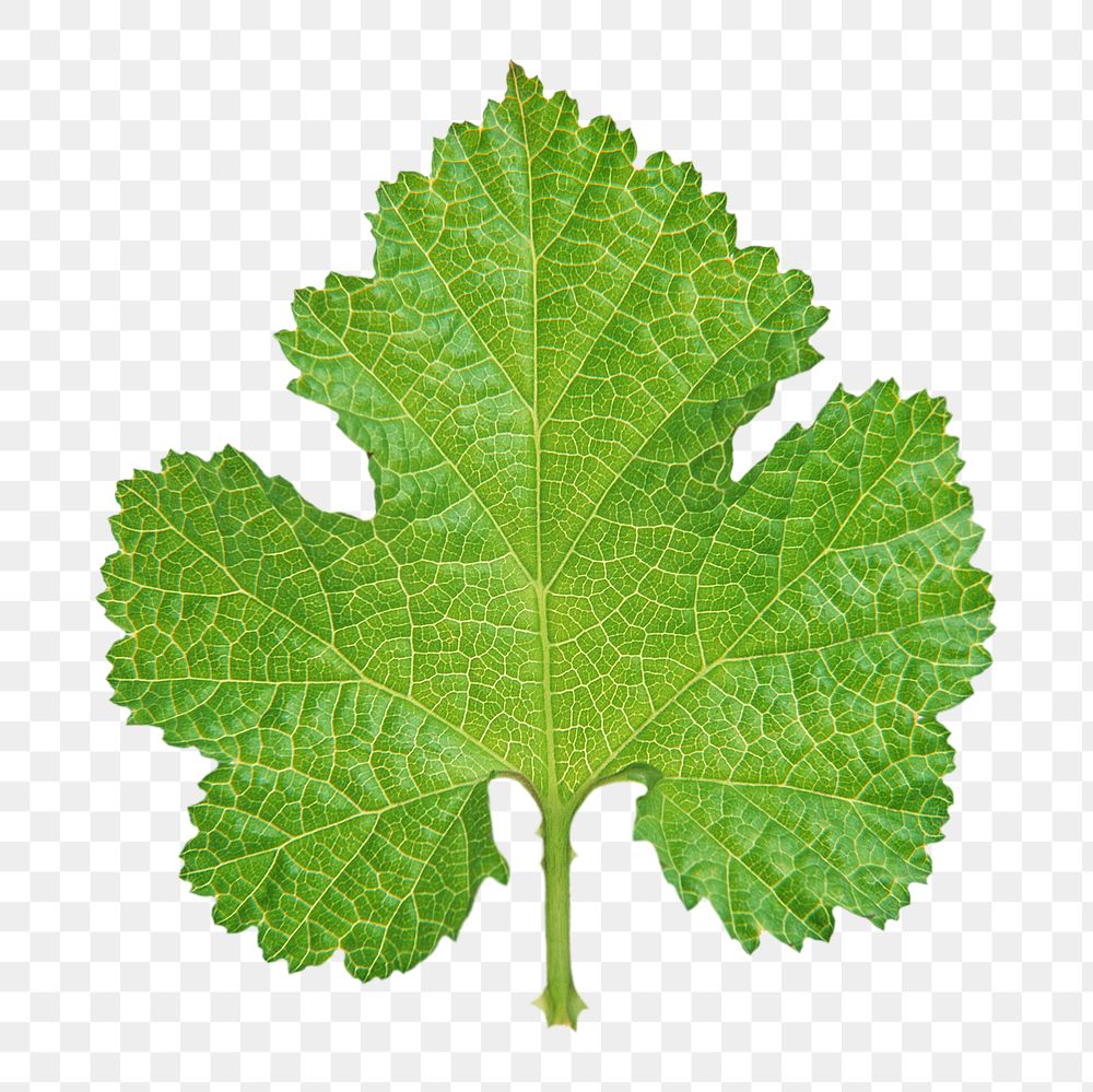 Green leaf png, transparent background