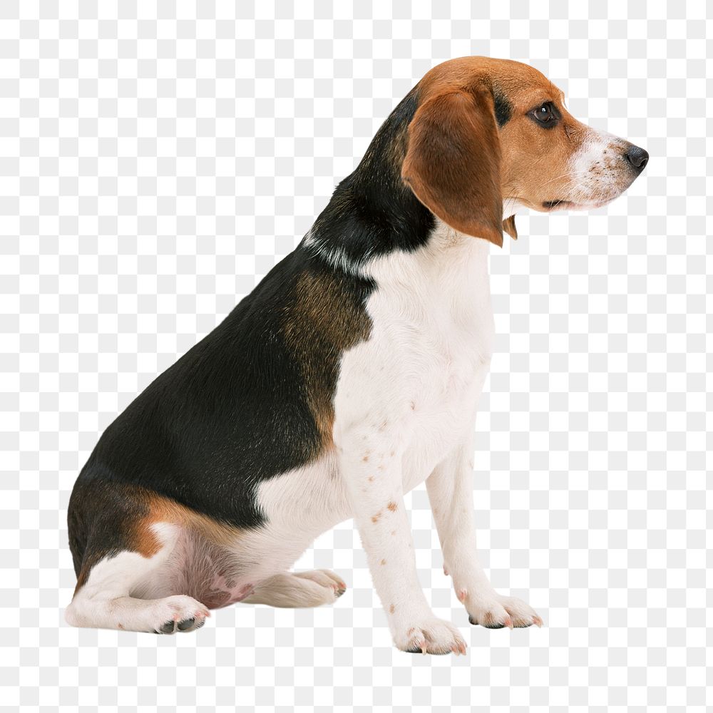 PNG  beagle dog  animal, collage element, transparent background