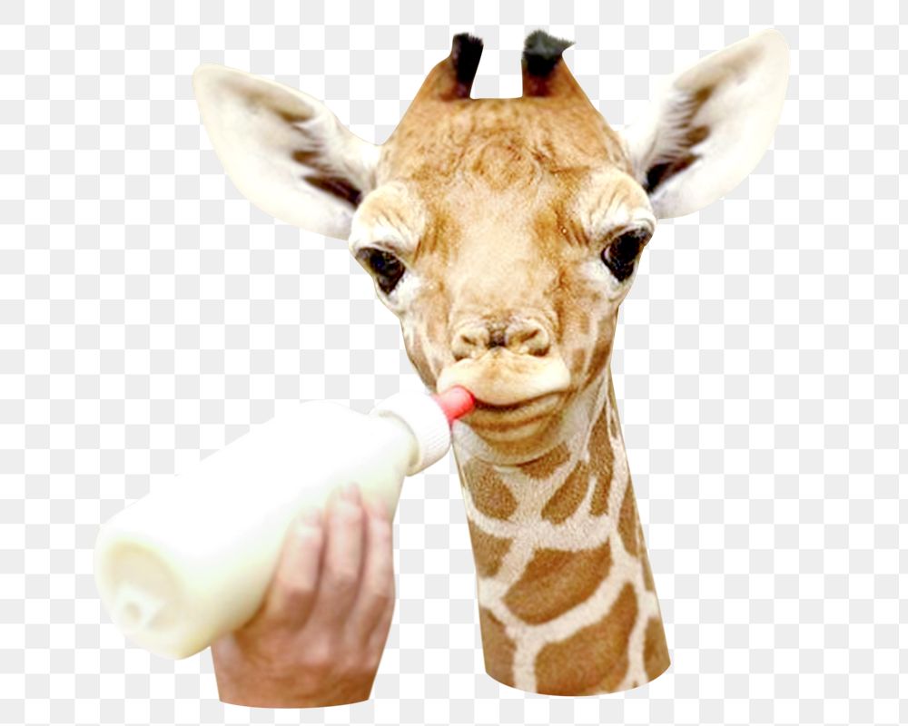 Feeding giraffe png, design element, transparent background