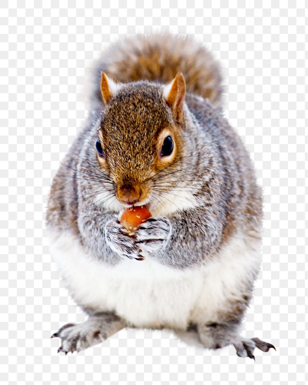 PNG  cute squirrel eating nut  , collage element, transparent background