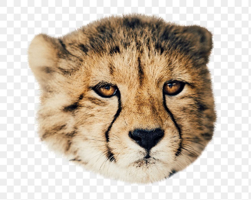 PNG cheetah cub, wild animal, collage element, transparent background