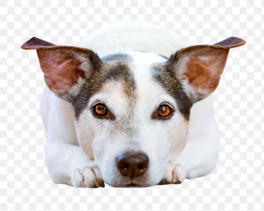 Jack Russell png, cute dog, design element, transparent background