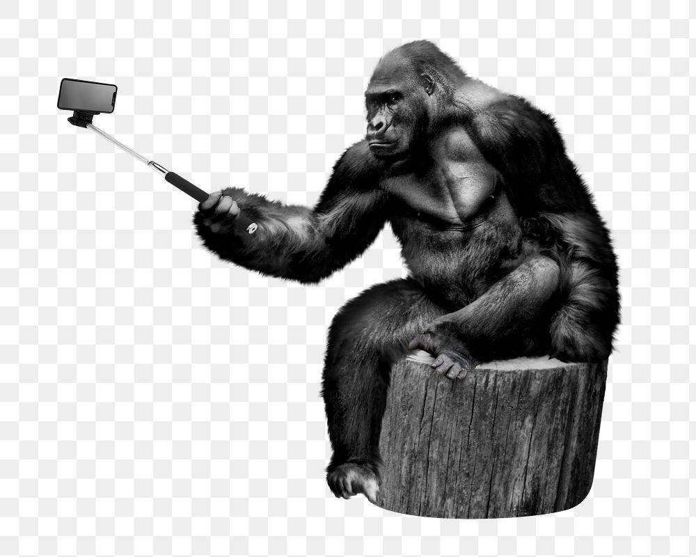 PNG Gorilla holding selfie stick, zoo animal, collage element on transparent background