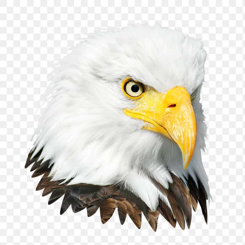 Bald eagle bird png, transparent background